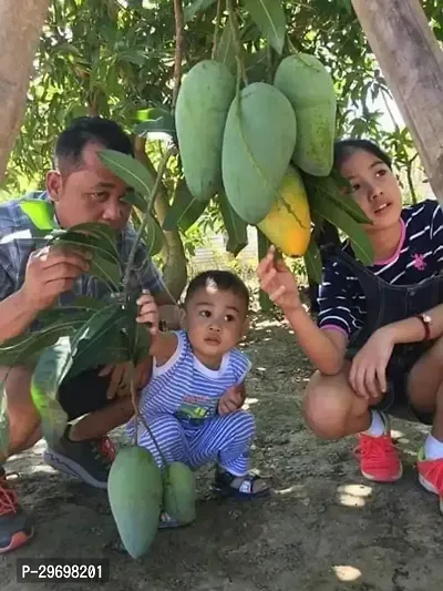 Mango Plant-thumb2