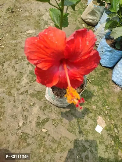 URAN Hibiscus Plant