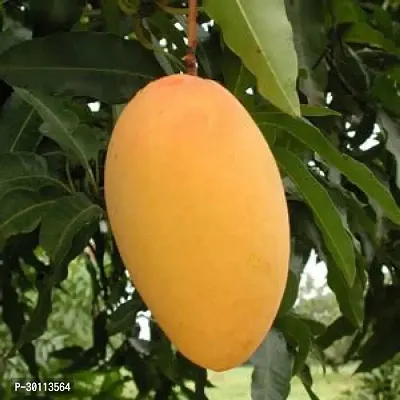 URAN Mango Plant-thumb0