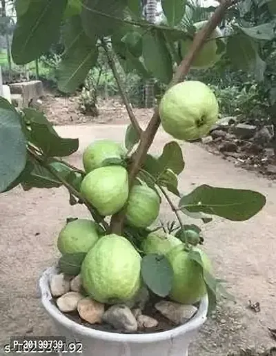 URAN Guava Plant-thumb0