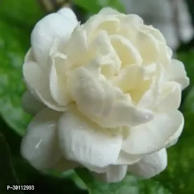 URAN Jasmine Plant-thumb0