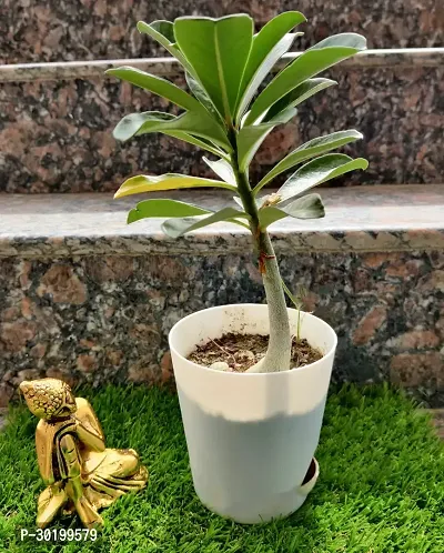 URAN Adenium Plant-thumb0