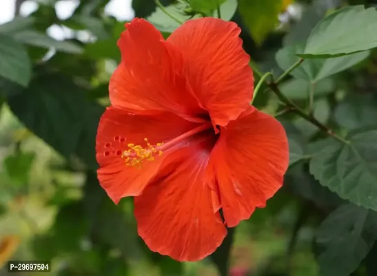 Hibiscus Plant-thumb0