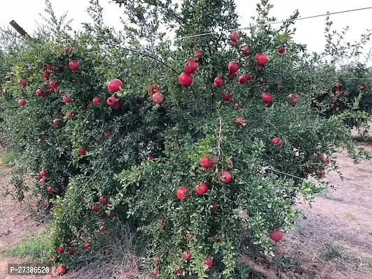 Pomegranate PlantHybrid And GraftedEasy To Grow[AN1001][a411]-thumb0