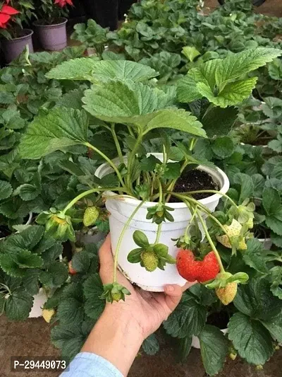 Strawberry PlantHybrid And Grafted Easy To Grow | Plant With Growing Bag| Plant Hight 1.5-1.232 Fit [S745]