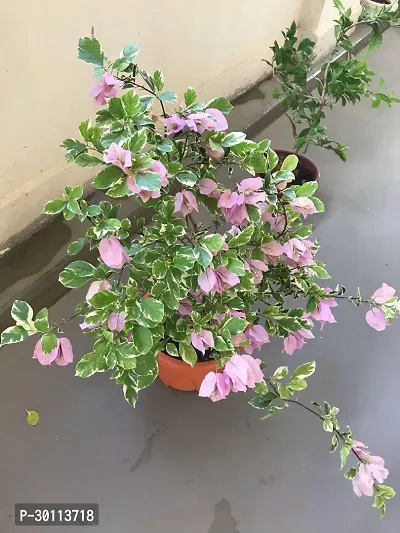 URAN Bougainvillea Plant