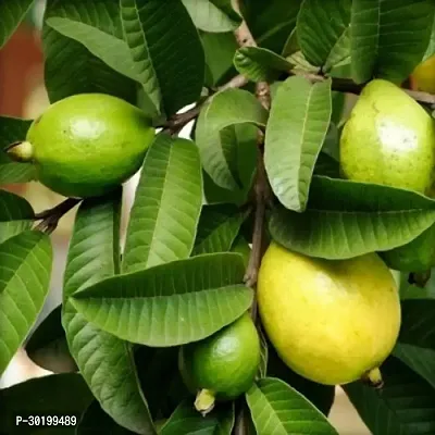 URAN Guava Plant-thumb0