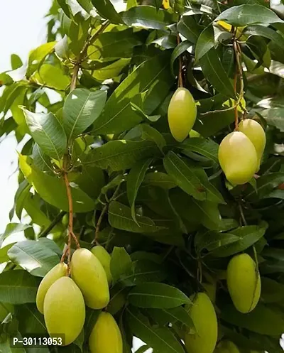 URAN Mango Plant