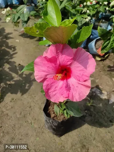 URAN Hibiscus Plant