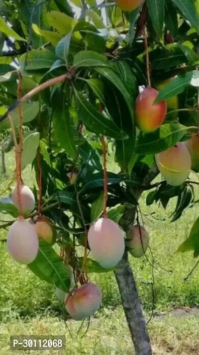 URAN Mango Plant-thumb0