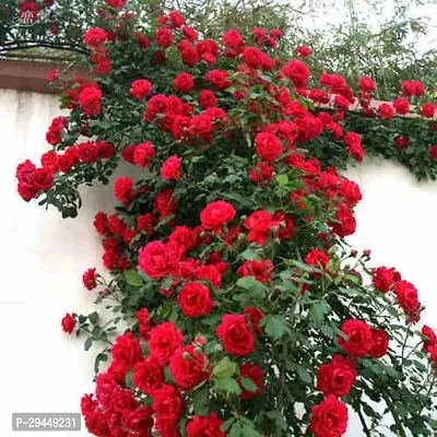 Rose PlantHybrid And Grafted Easy To Grow | Plant With Growing Bag| Plant Hight 1.5-1.389 Fit [S902]-thumb0