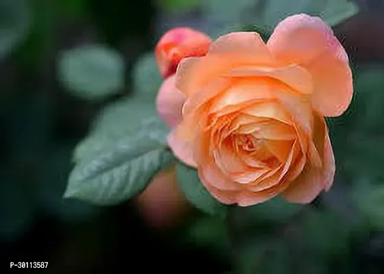 URAN Rose Plant-thumb0