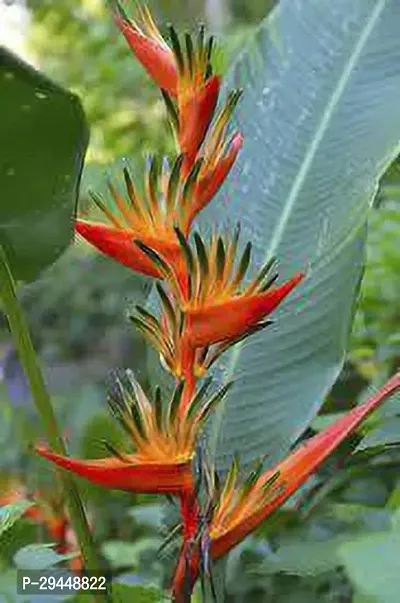 Bird of Paradise PlantHybrid And Grafted Easy To Grow | Plant With Growing Bag| Plant Hight 1.5-1.73 Fit [S586]-thumb0