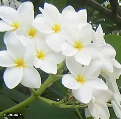 Plumeria Plant-thumb0