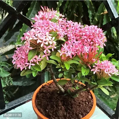 URAN Trothic Ixora/Chethi Plant-thumb0