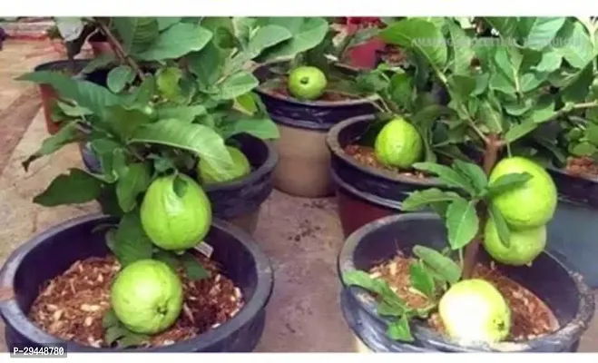 Guava PlantHybrid And Grafted Easy To Grow | Plant With Growing Bag| Plant Hight 1.5-1.31 Fit [S544]-thumb0