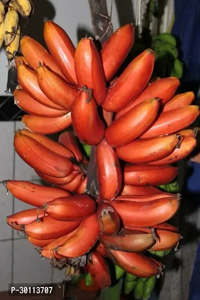 URAN Banana Plant-thumb0