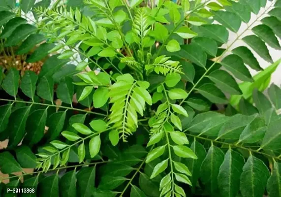 URAN Curry Leaf Plant-thumb0