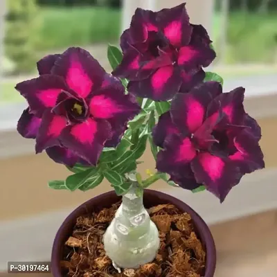 URAN  Adenium Plant-thumb0