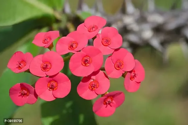 URAN Euphorbia Plant-thumb0