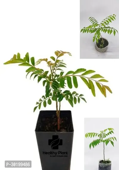 URAN Curry Leaf Plant-thumb0