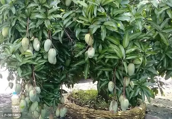 URAN Mango Plant