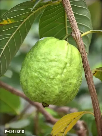 URAN Guava Plant-thumb0