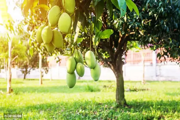 URAN Mango Plant-thumb0