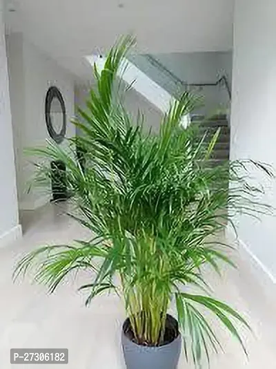 Areca PalmHybrid And GraftedEasy To Grow[AN1001][a077]-thumb0