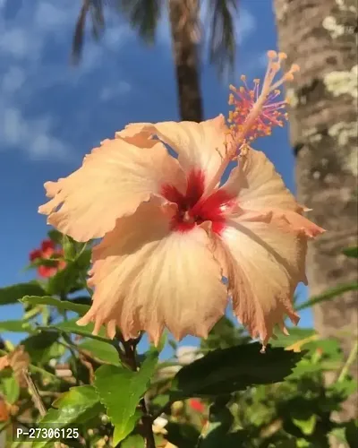 Hibiscus PlantHybrid And GraftedEasy To Grow[AN1001][a021]-thumb0