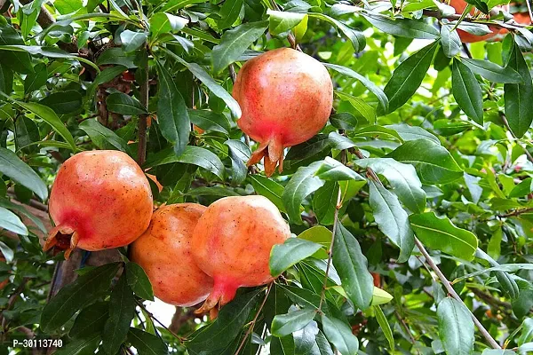 URAN Pomegranate Plant