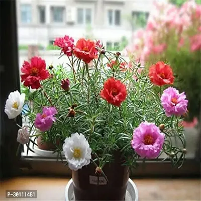 URAN Portulaca Plant