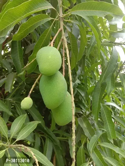 URAN Mango Plant-thumb0