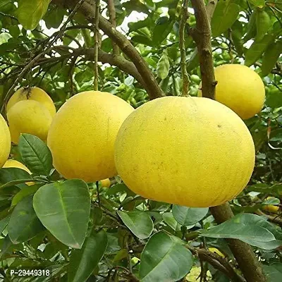 Lemon Hybrid Plant And Grafted Easy To Grow-thumb0