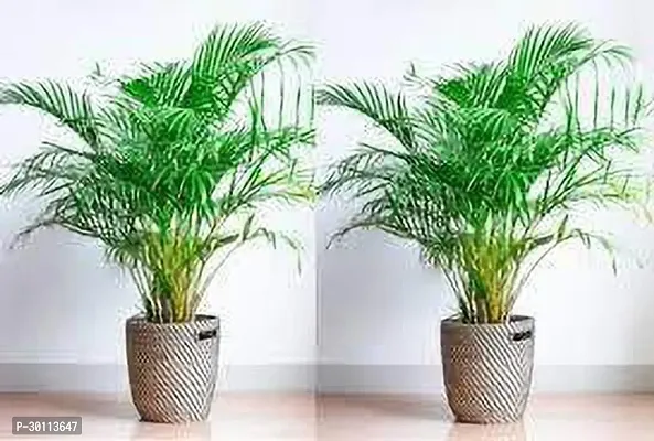 URAN Areca Palm-thumb0