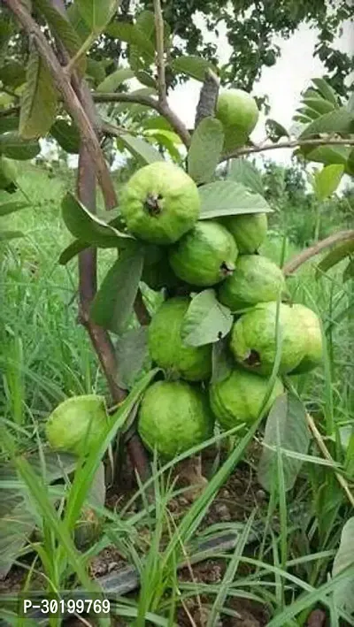 URAN Guava Plant