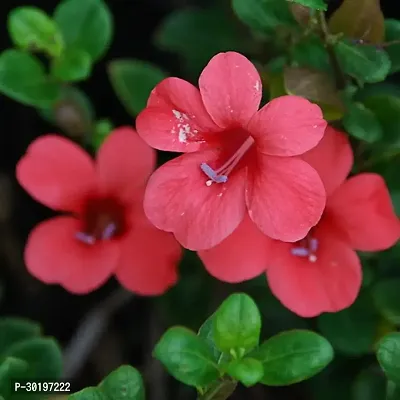 URAN  Baleria Plant