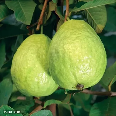 URAN Guava Plant-thumb0