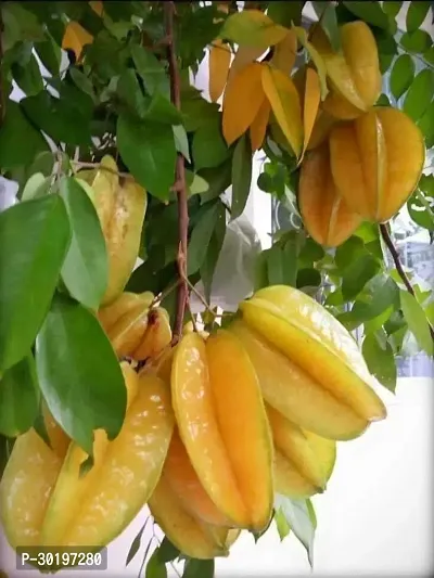 URAN  Star Fruit Carambola Grafted Plant-thumb0