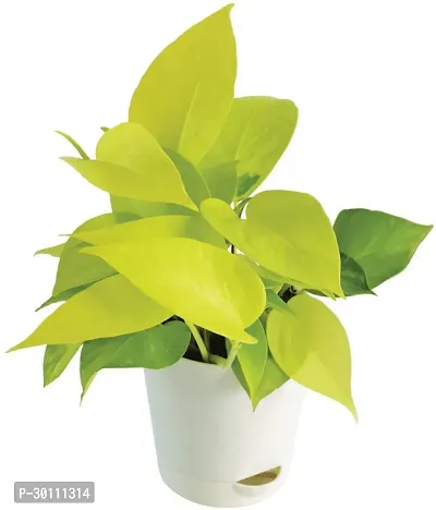 URAN Money Plant-thumb0