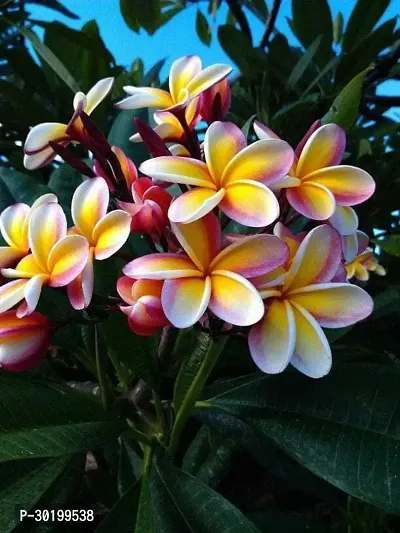 URAN Plumeria Plant-thumb0