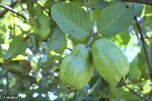 URAN Guava Plant-thumb0