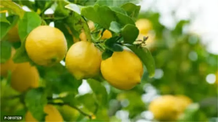 URAN  Lemon Plant-thumb0
