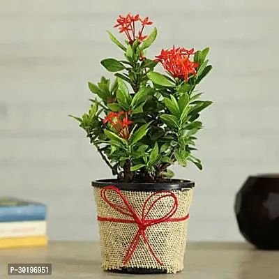 URAN  Trothic Ixora/Chethi Plant