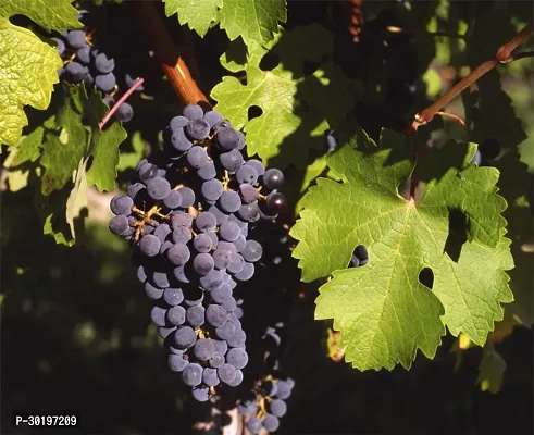 URAN  Grapes Plant