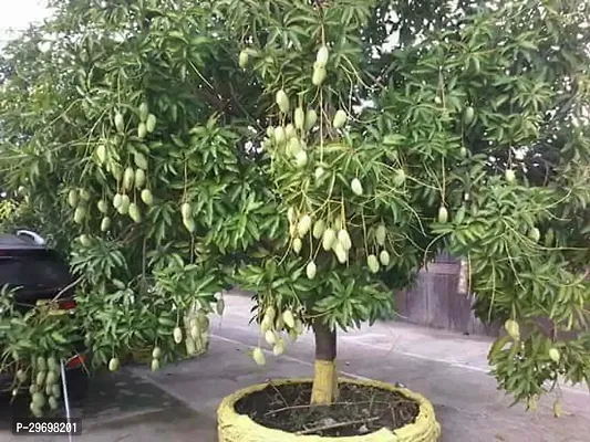 Mango Plant-thumb0