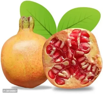 URAN Pomegranate Plant