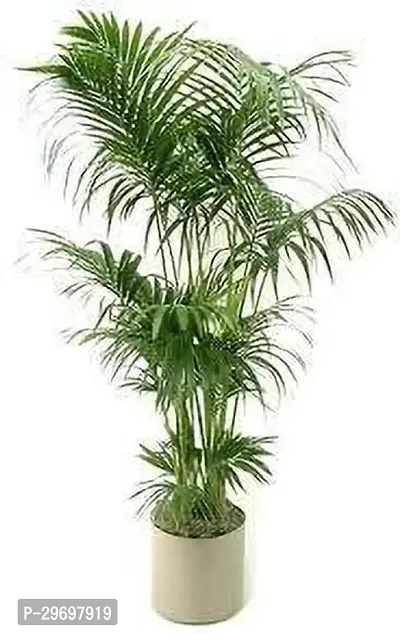 Areca Palm-thumb0