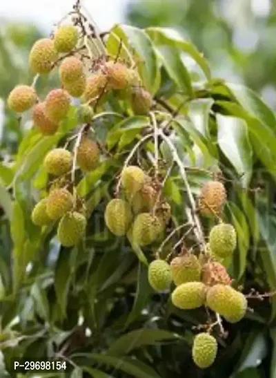 Litchi Plant