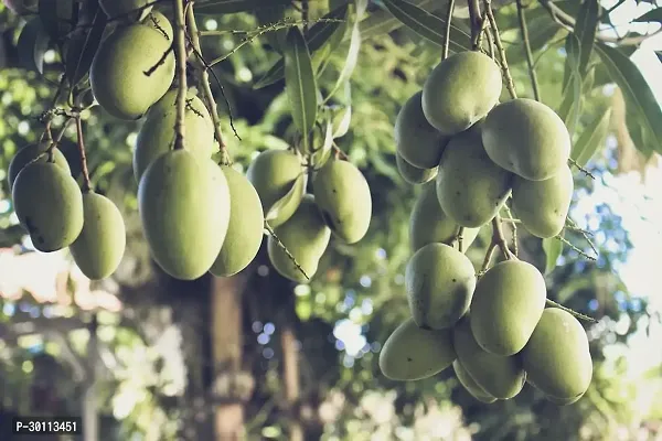 URAN Mango Plant